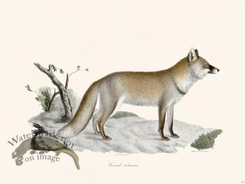 Cuvier 167 Ordinary Fox